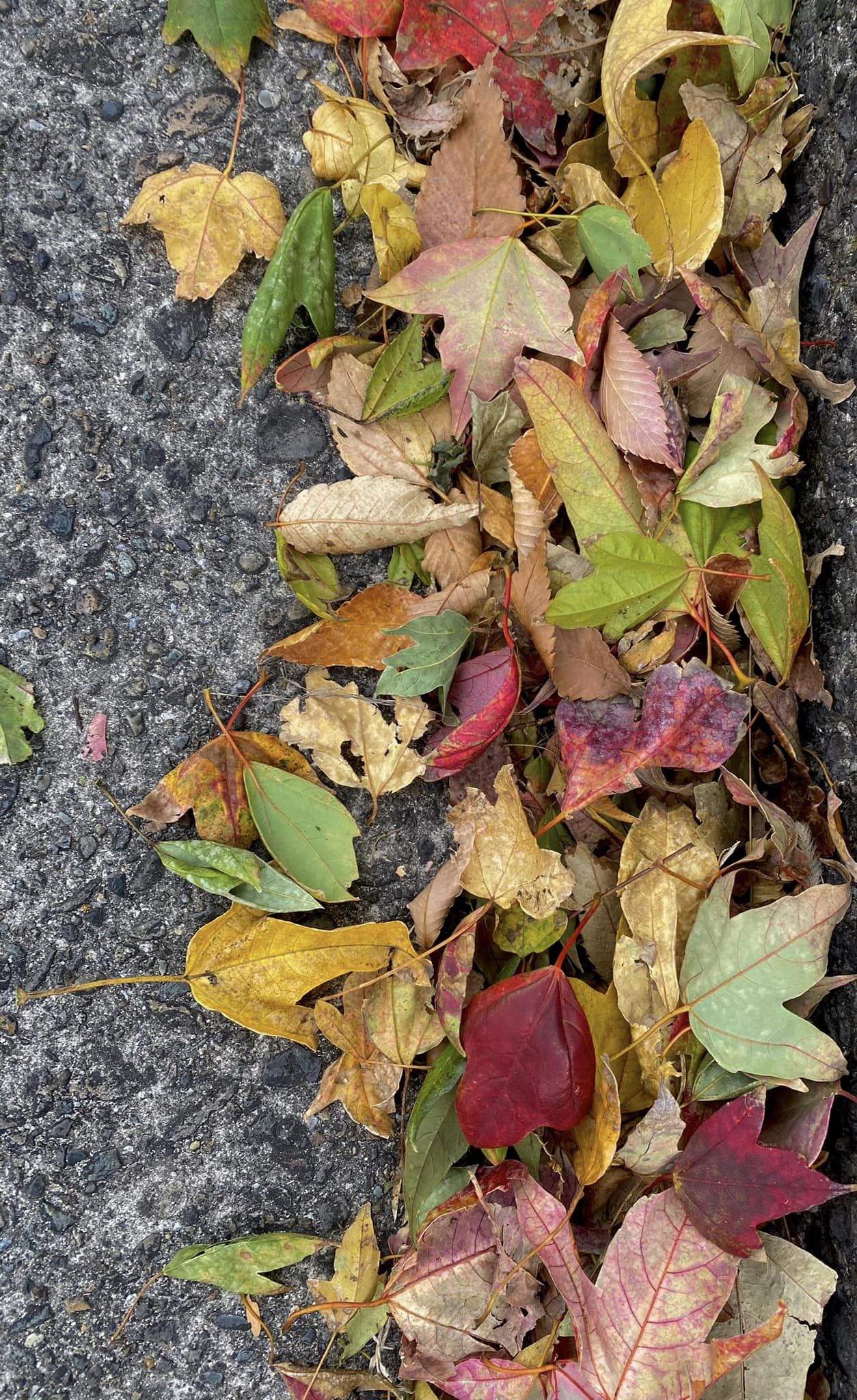 道路のすみっこに集まってた落ち葉🍂