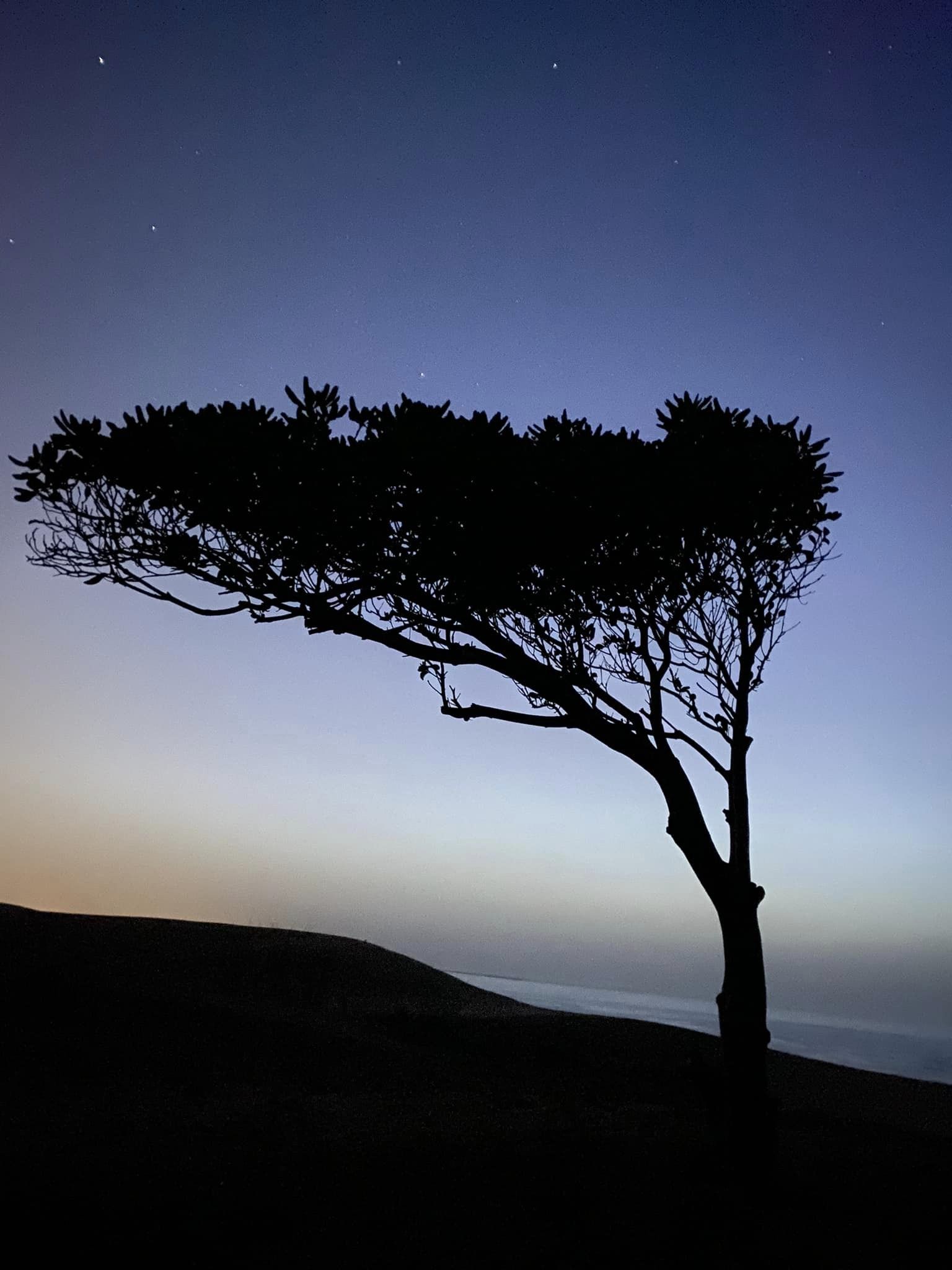 夜の砂丘へ　 風に吹かれた形で生えている木。