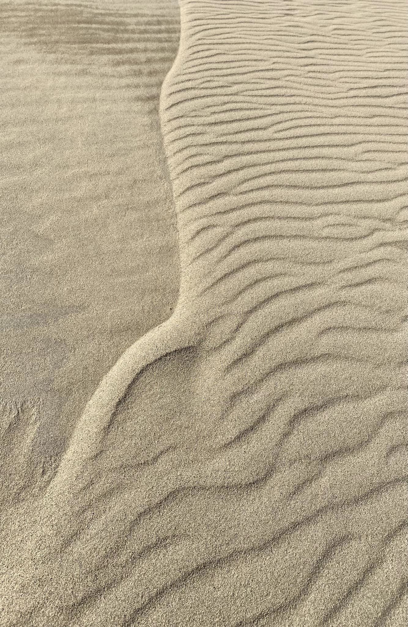 朝の砂丘には、風紋が美しい。